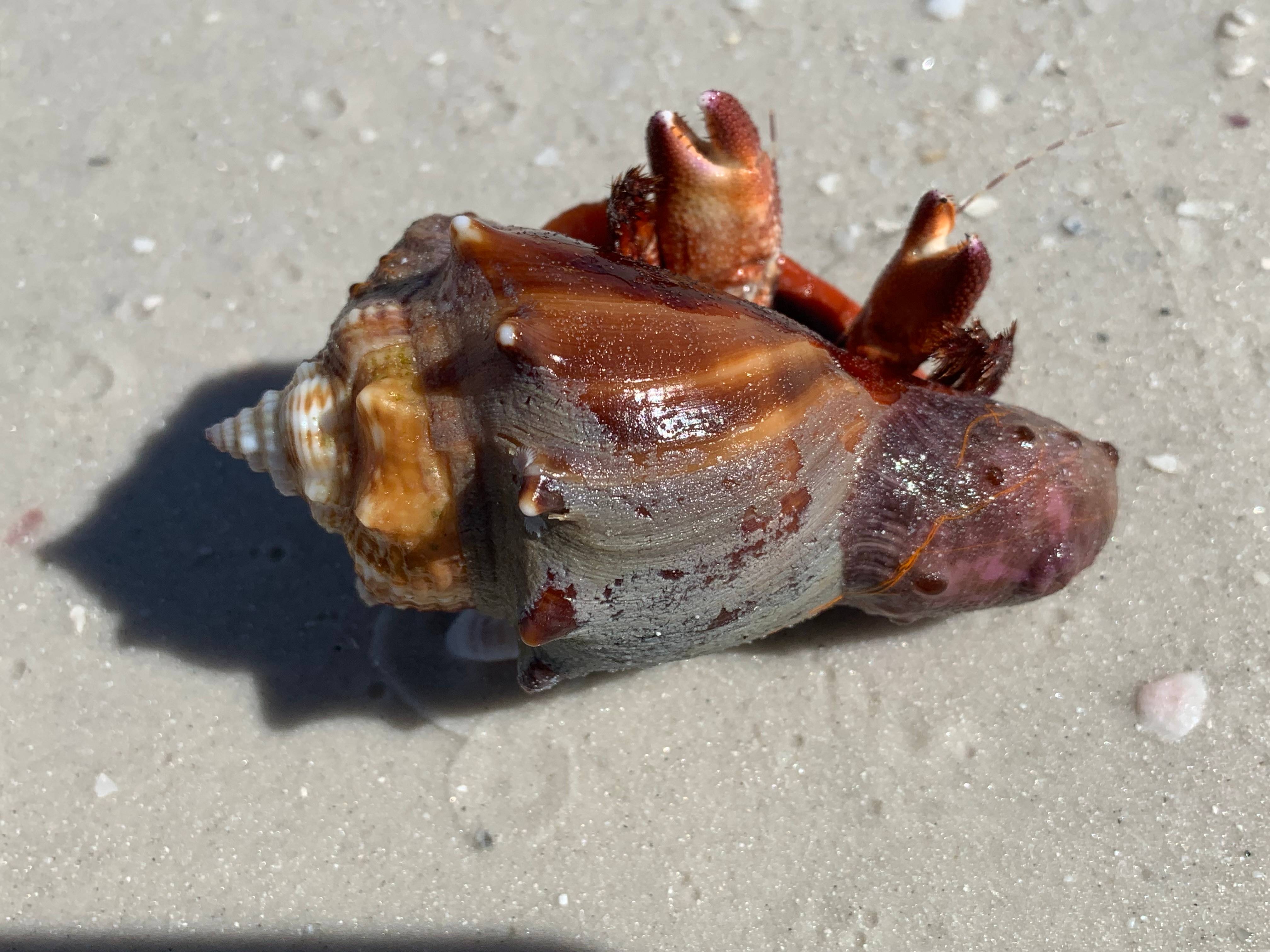 Crab in self-defence